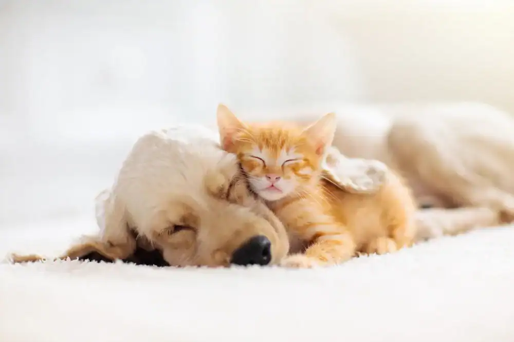 a Pet Friendly Home