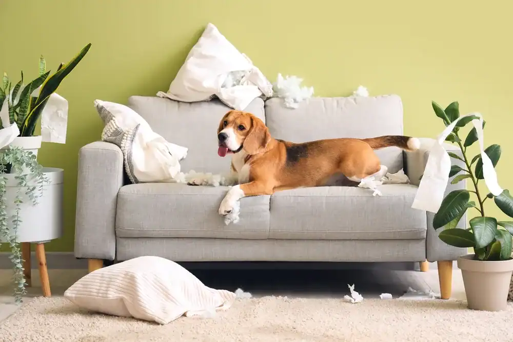 Dog friendly interior designs