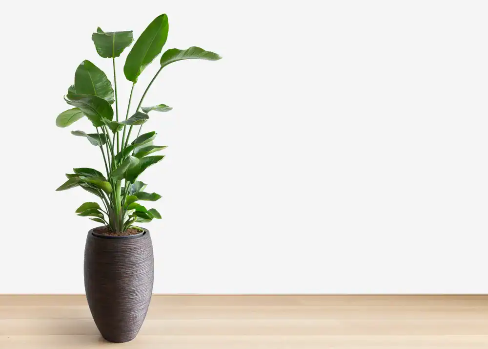 zodiac houseplants