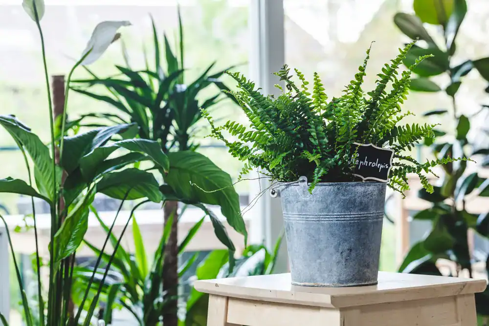 zodiac houseplants