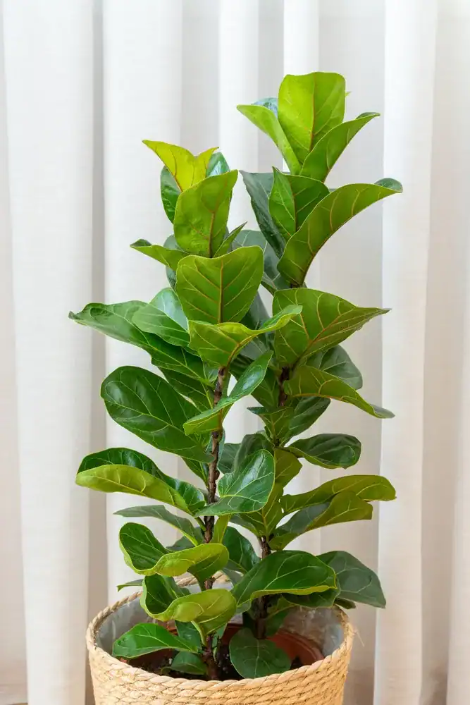 zodiac houseplants