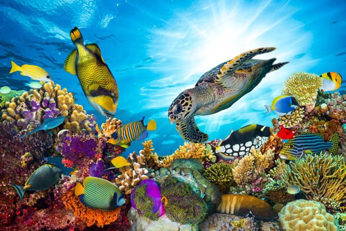 reef friendly suncream