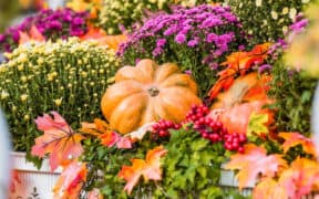 Autumn garden tips