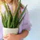 Aloe Vera Plants