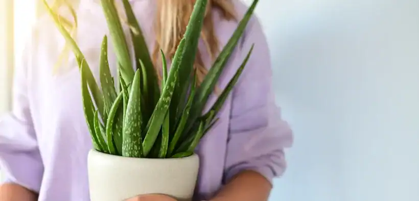 Aloe Vera Plants
