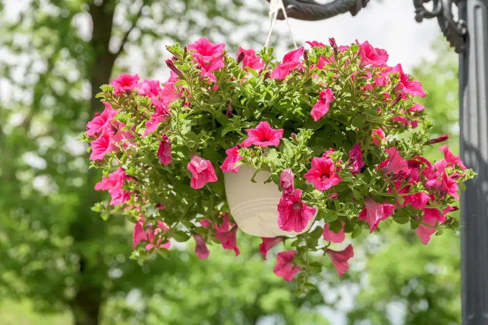 DIY hanging baskets