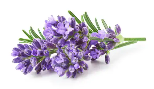 natural aphrodisiacs