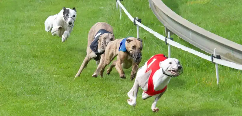 Greyhound Racing for beginners