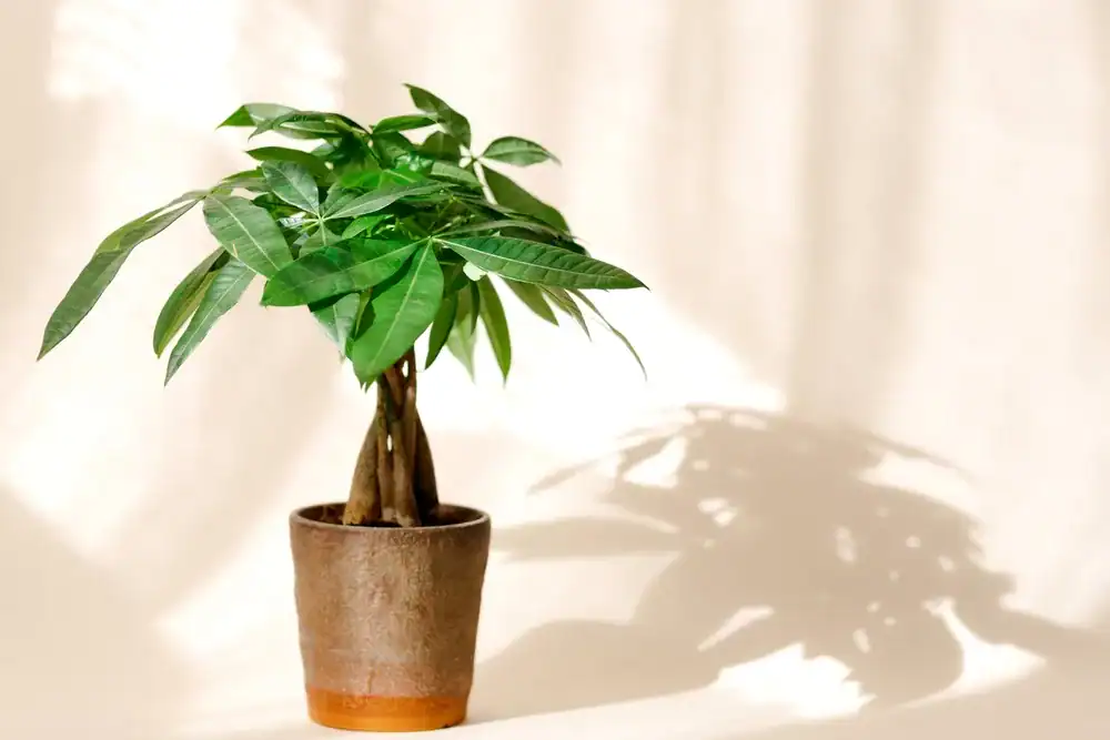 what do houseplants represent