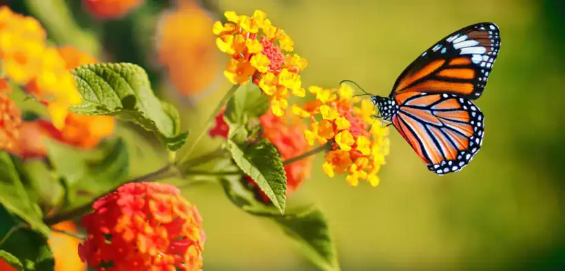 how to attract butterflies