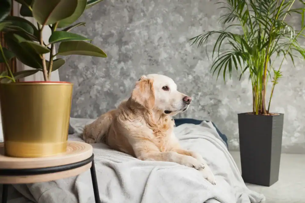 plants that help you sleep