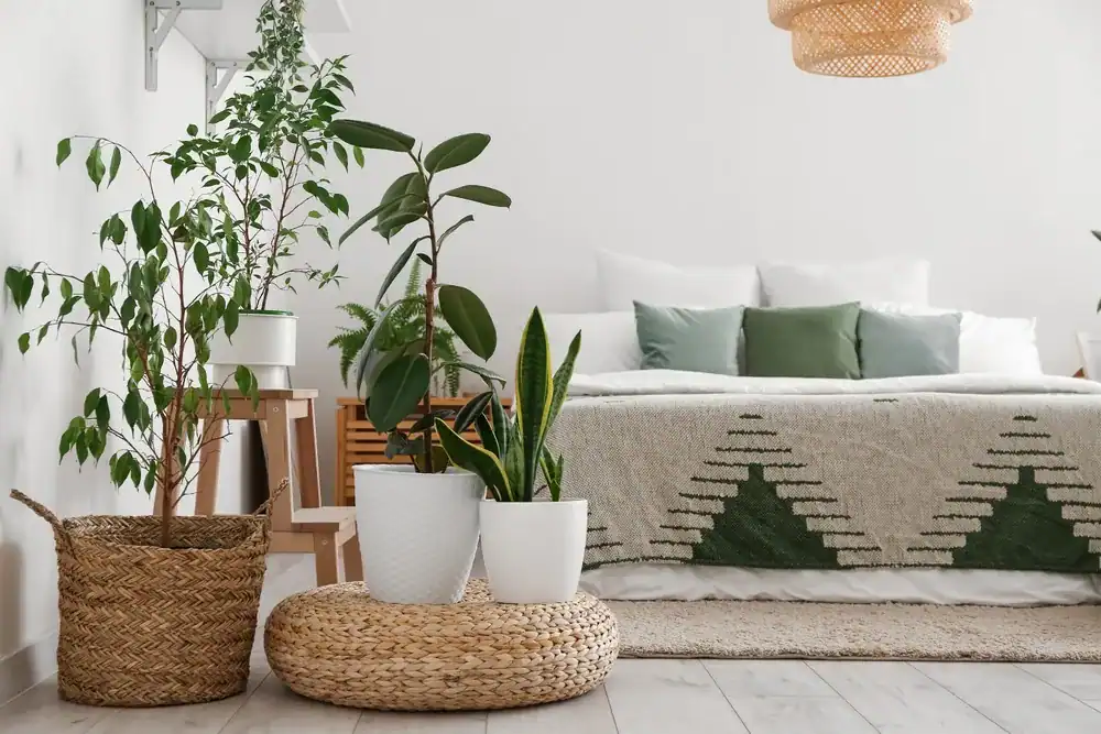 plants that help you sleep