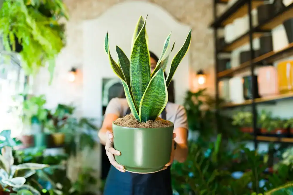 houseplants that help remove dust