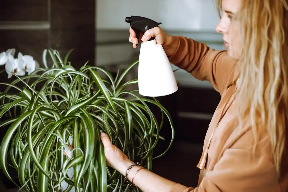 houseplants that help remove dust