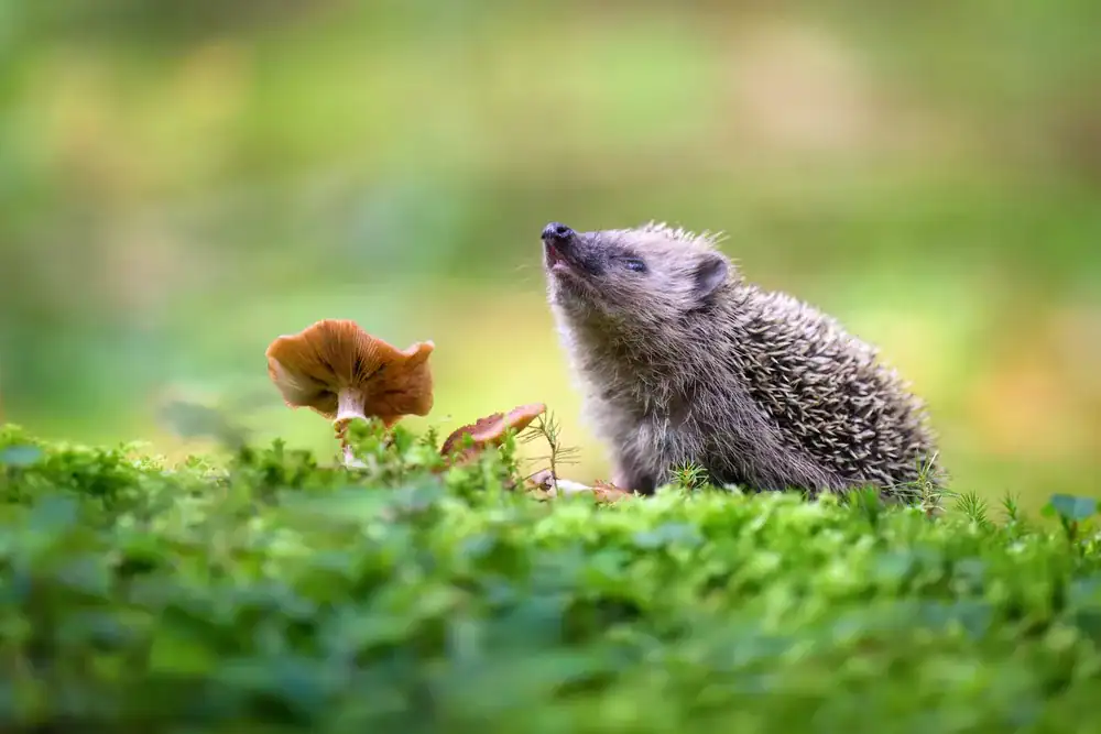 help hedgehogs