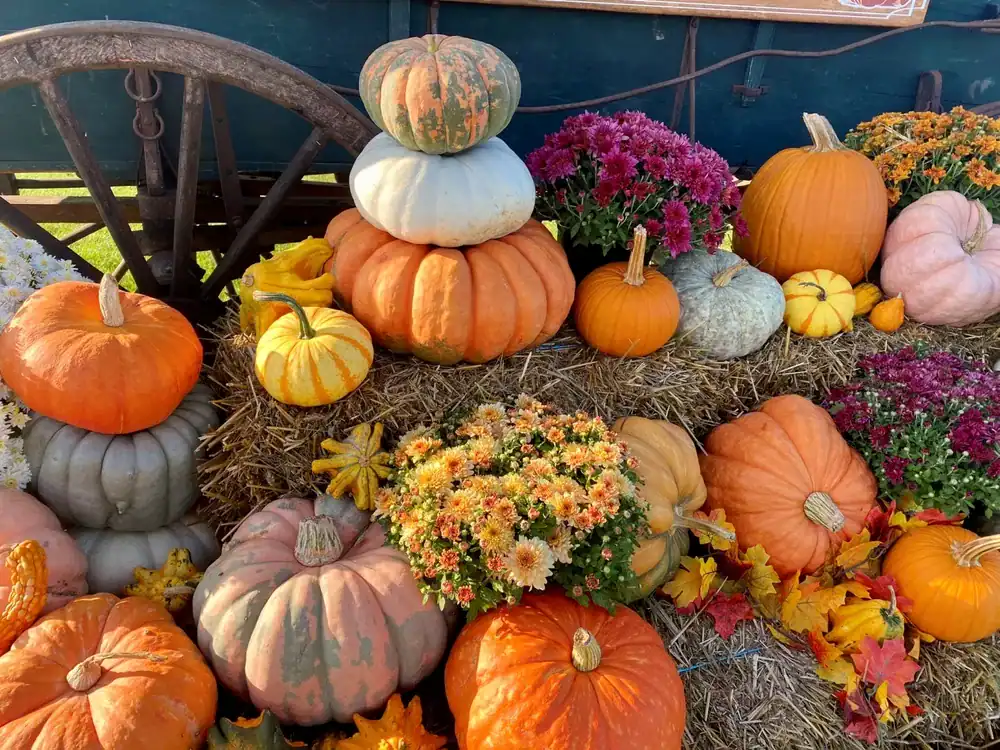 leftover pumpkins recipes