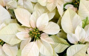 poinsettia