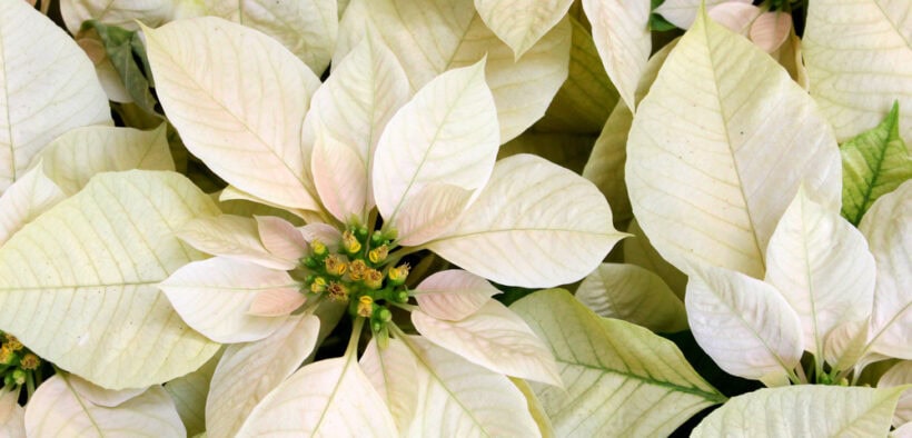 poinsettia
