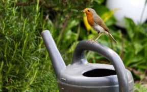 attract wildlife to my garden