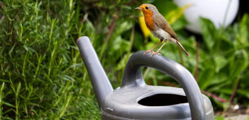 attract wildlife to my garden