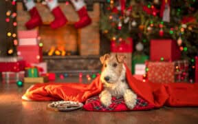 toxic Christmas foods for dogs
